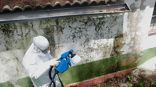 Mold Removal service in Hamburg